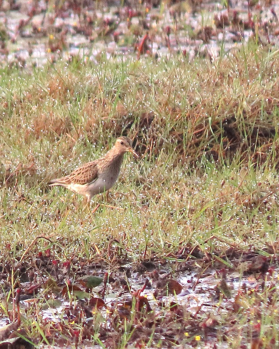 Pectoral Sandpiper - Alfonso Auerbach