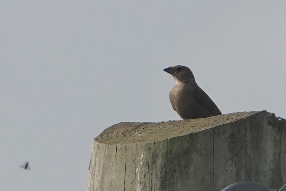 Brown-headed Cowbird - ML618819880