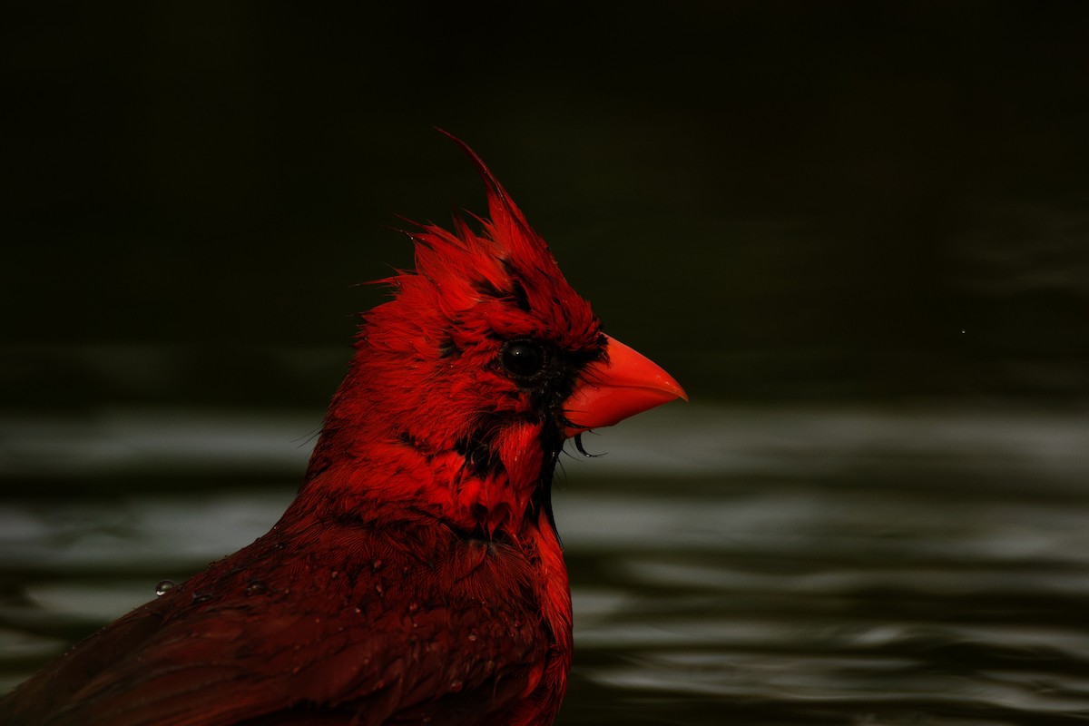 Cardinal rouge - ML618819881