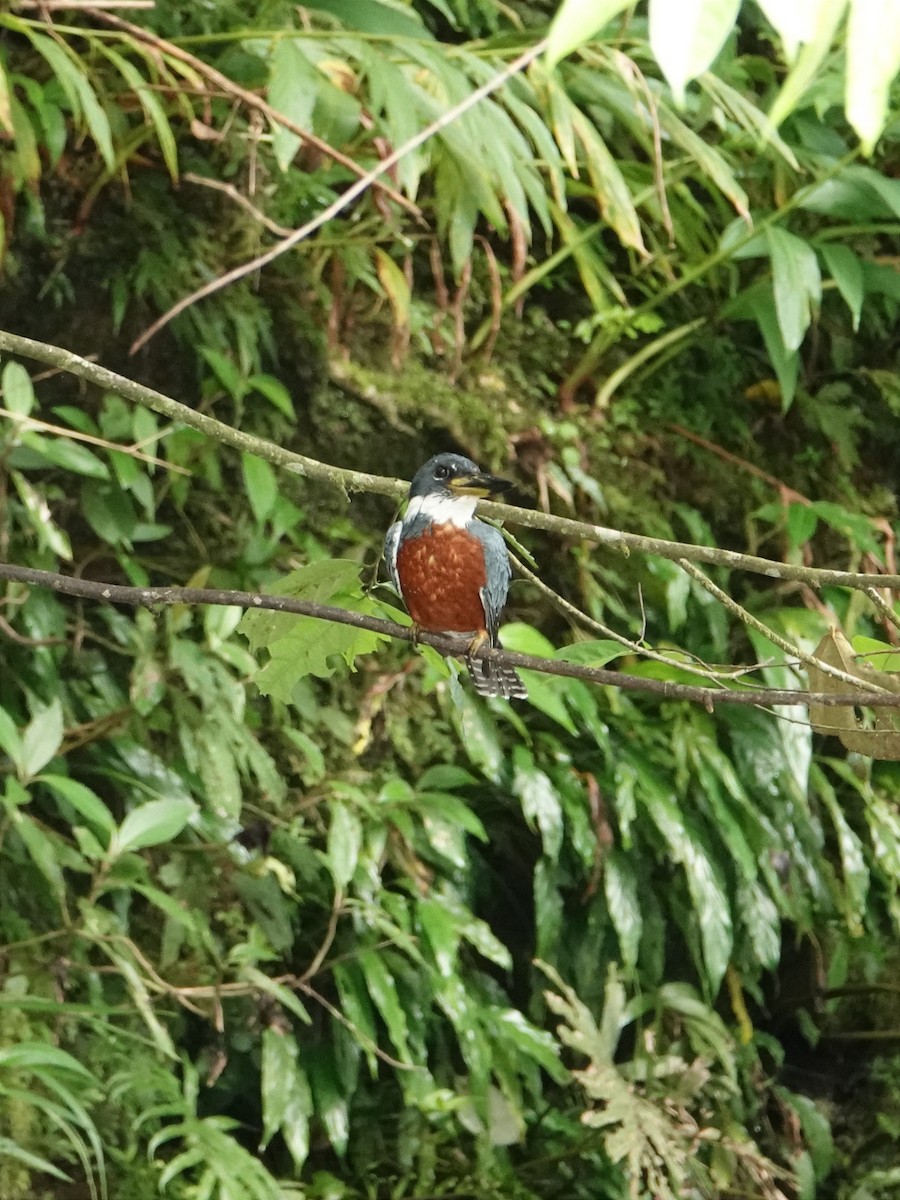 Ringed Kingfisher - ML618819884