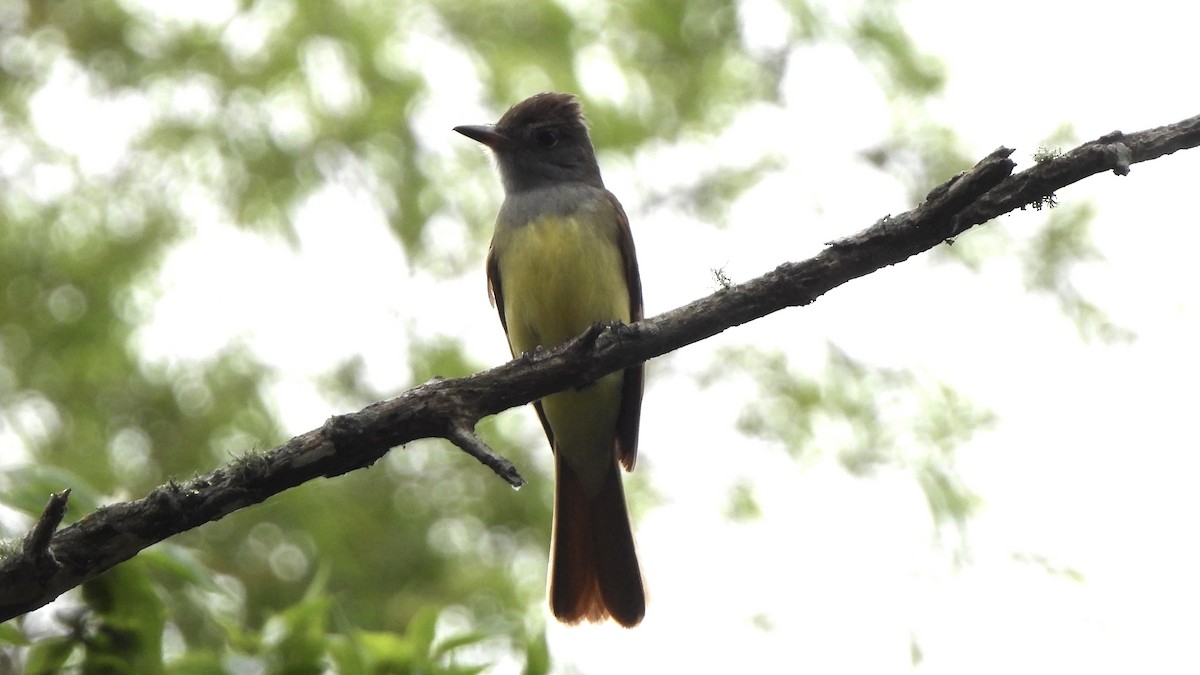 Great Crested Flycatcher - Brandon Nooner