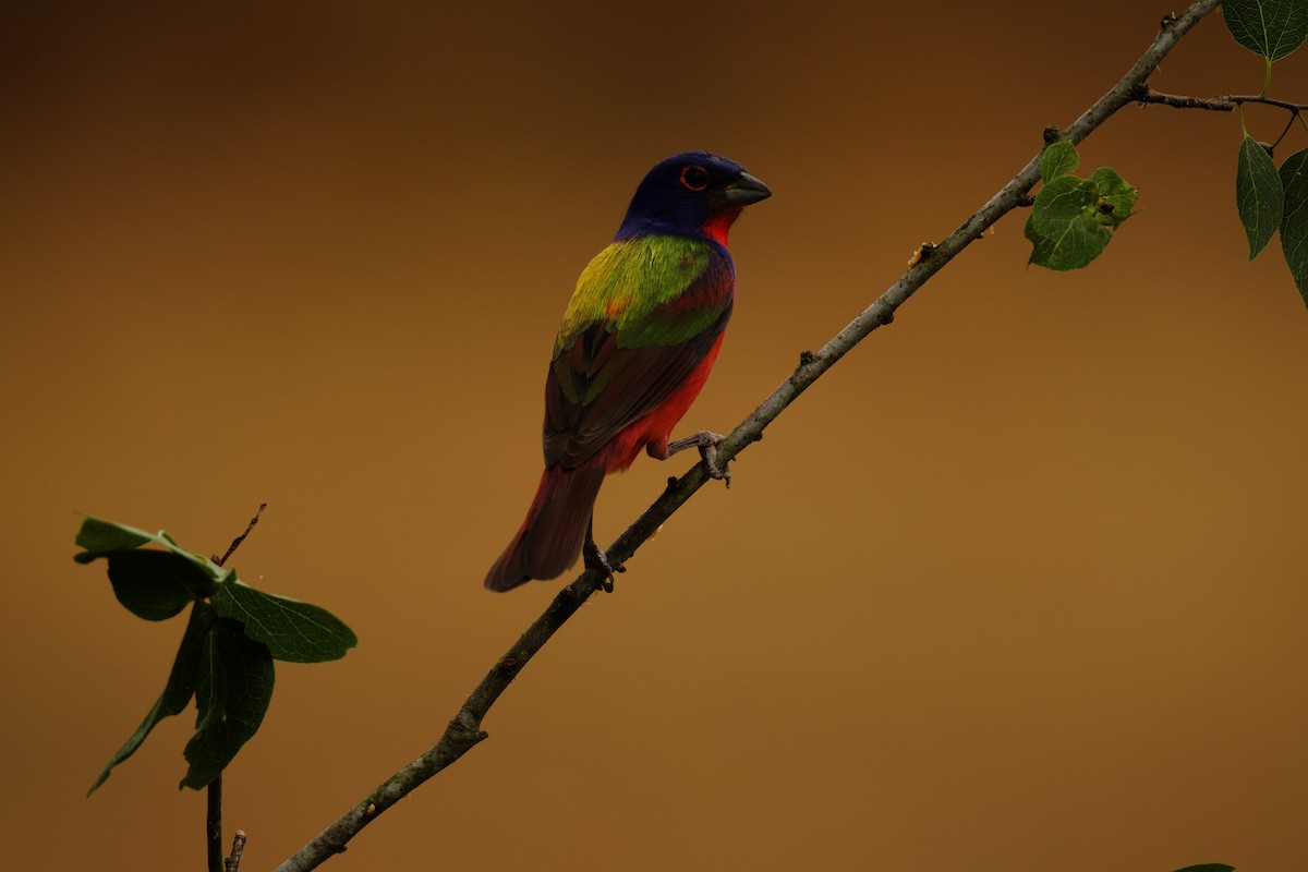 Painted Bunting - Isaiah Erven