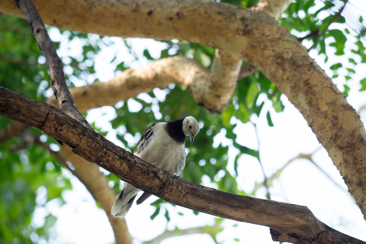 Black-collared Starling - nathamon kongsawat