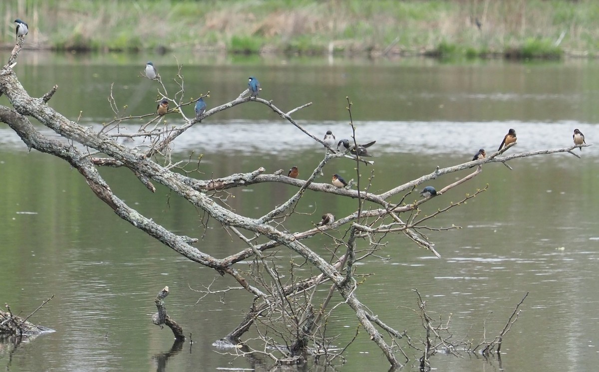 Tree Swallow - Bill Bunn