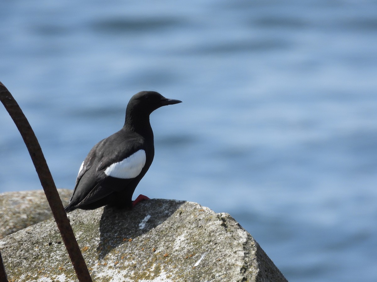 Black Guillemot - ML618819901