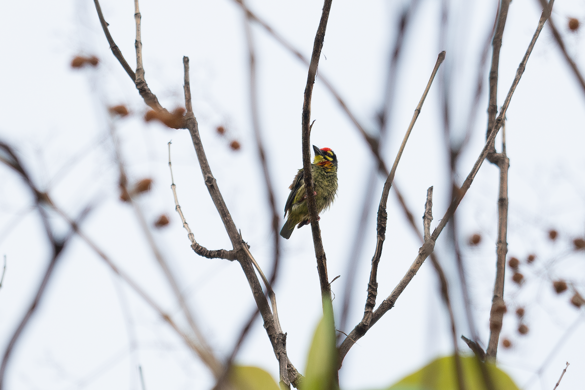 Coppersmith Barbet - nathamon kongsawat