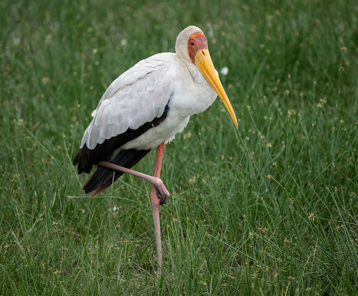 Yellow-billed Stork - Lizabeth Southworth