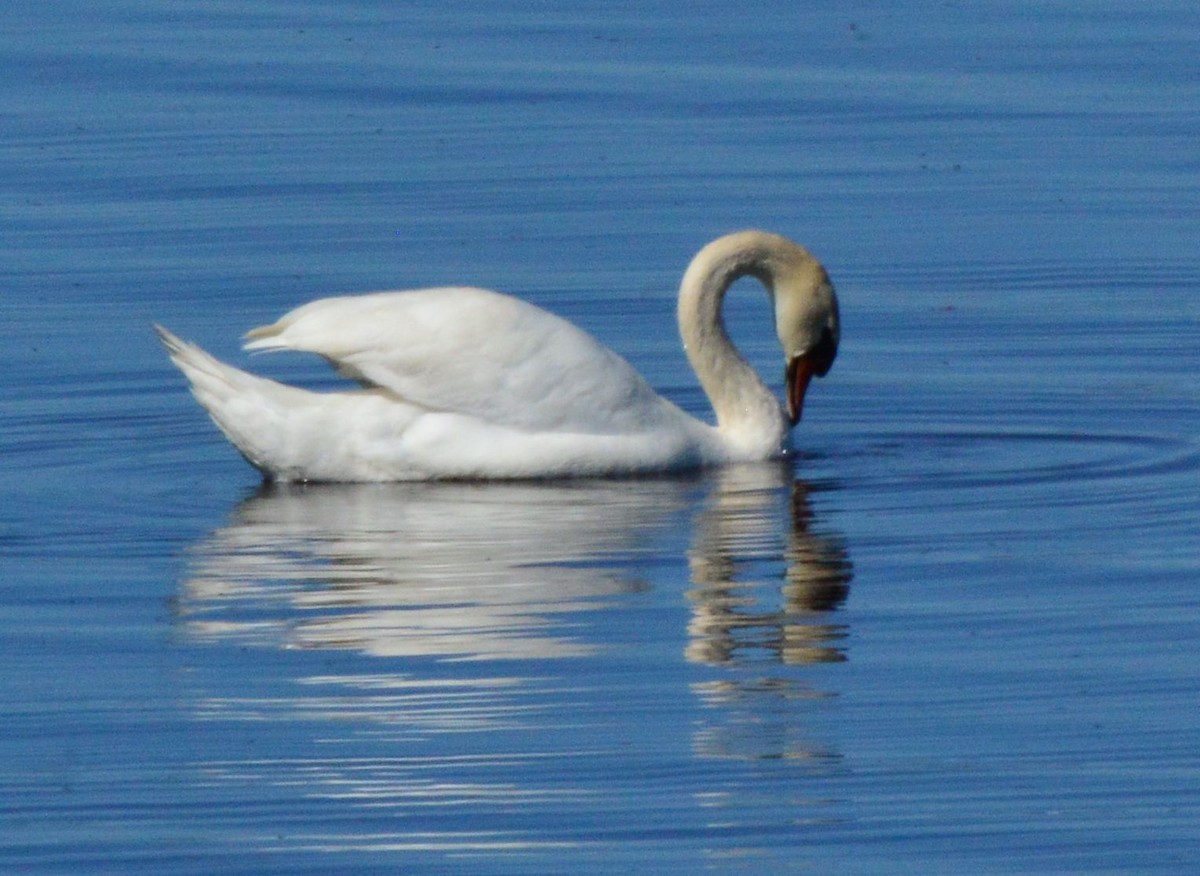 Mute Swan - Anonymous