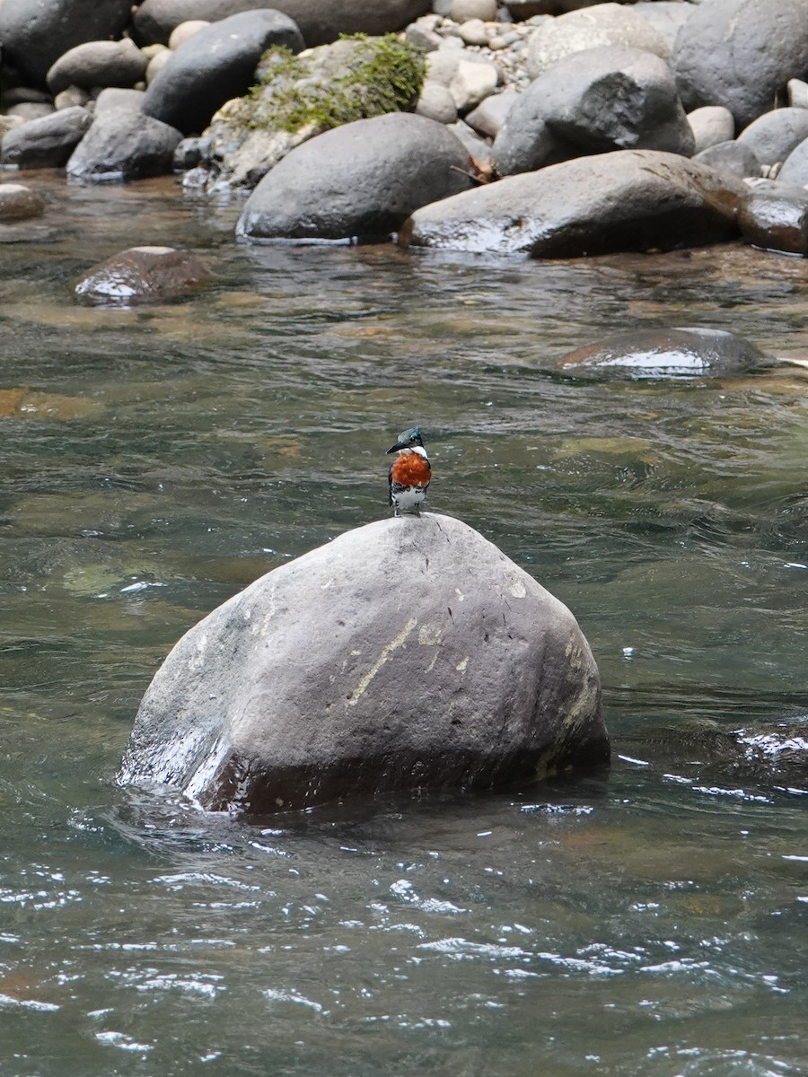 Amazon Kingfisher - ML618819921