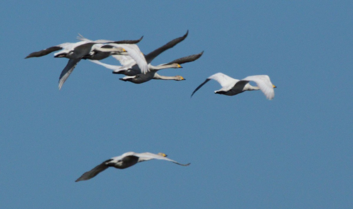 Whooper Swan - ML618819923