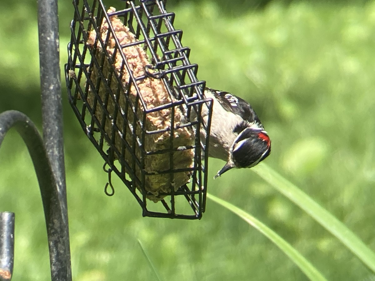 Downy Woodpecker - Reneé Dillard