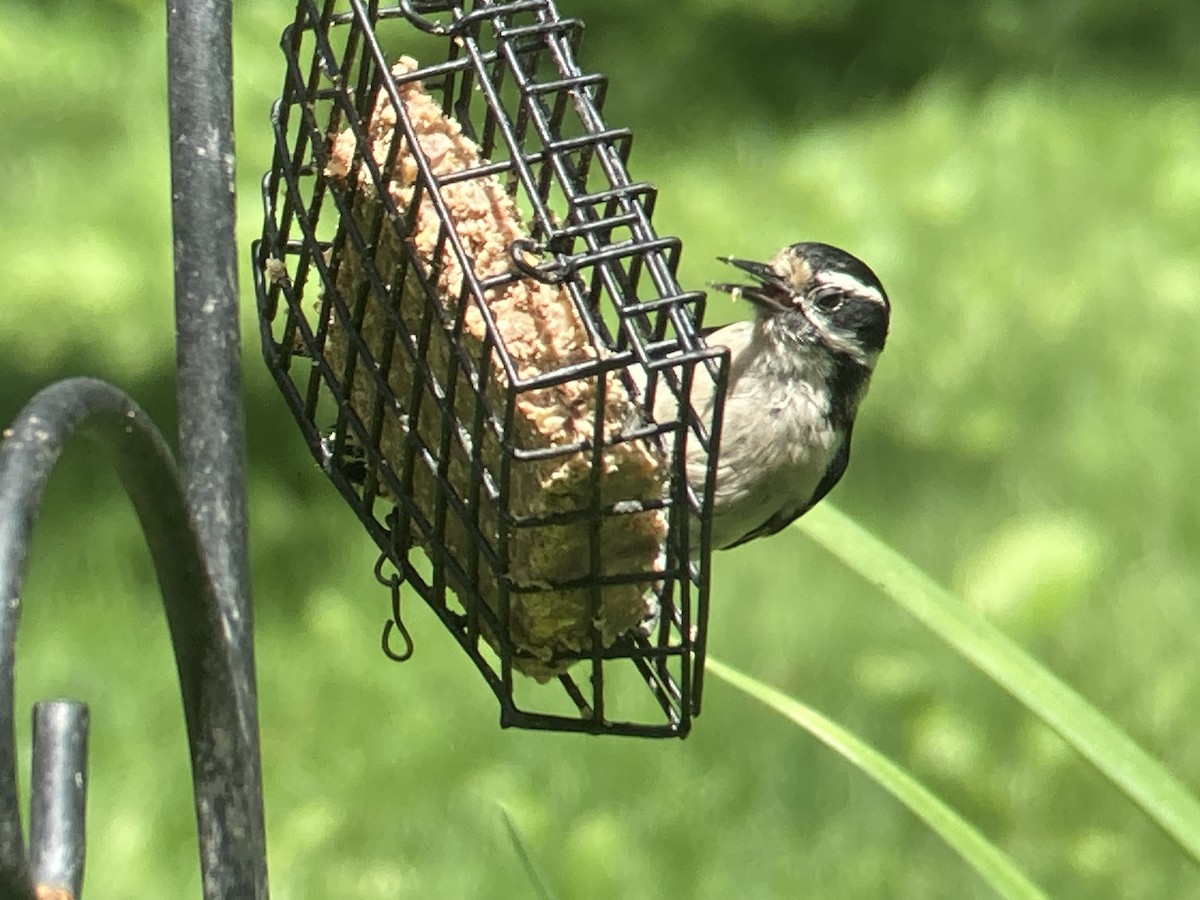 Downy Woodpecker - Reneé Dillard