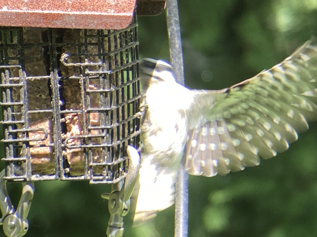 Downy Woodpecker - Reneé Dillard