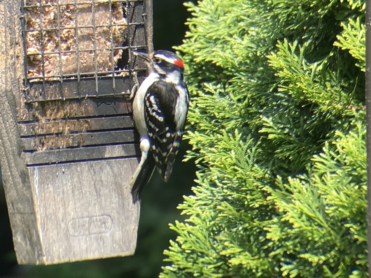 Downy Woodpecker - Reneé Dillard