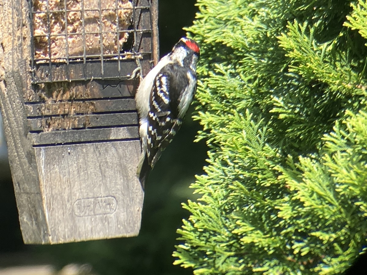 Downy Woodpecker - Reneé Dillard