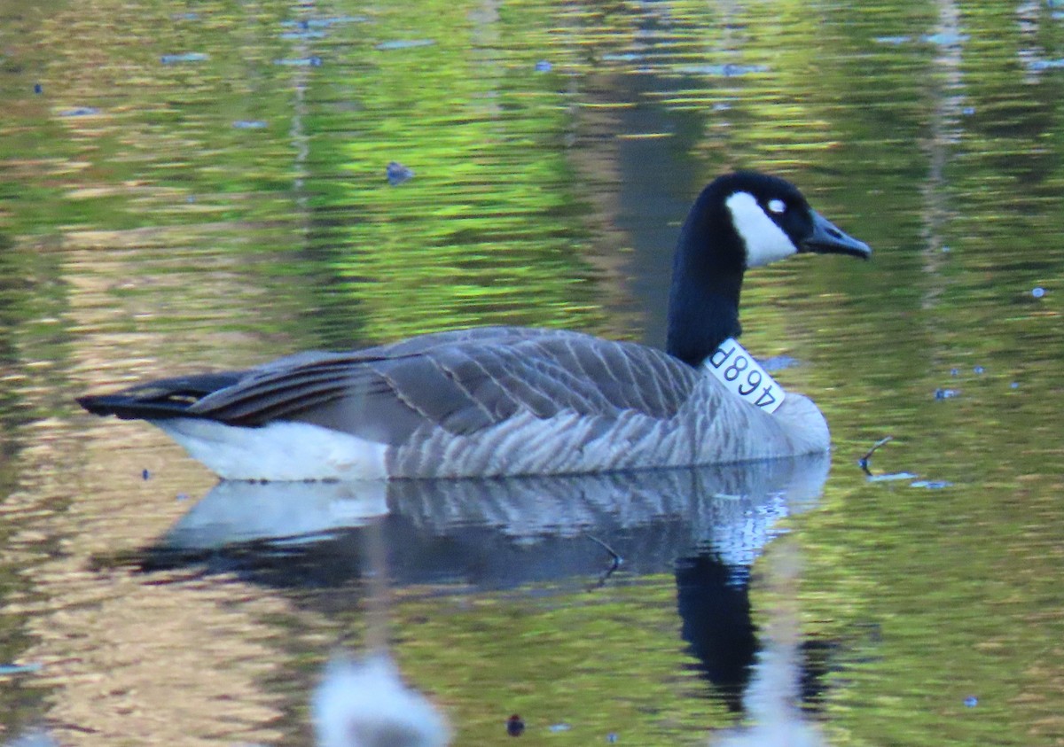 Canada Goose - b haley