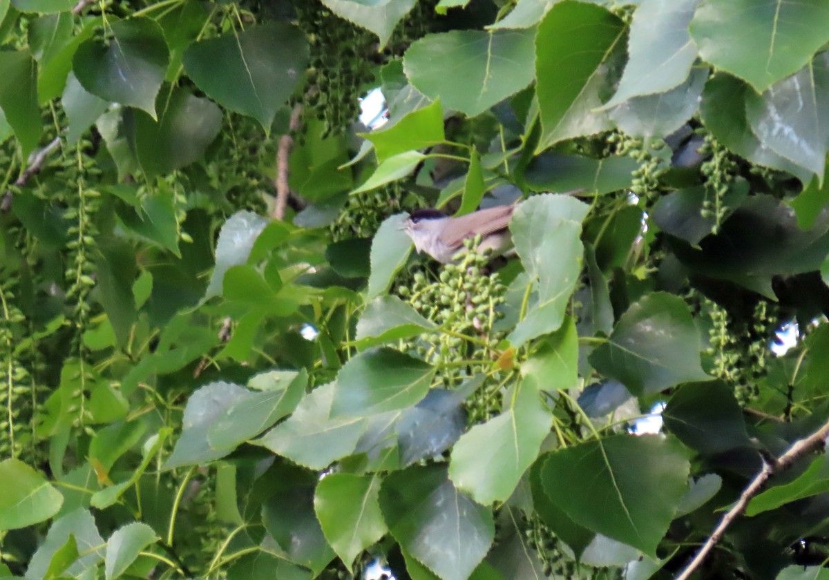 Eurasian Blackcap - ML618819940