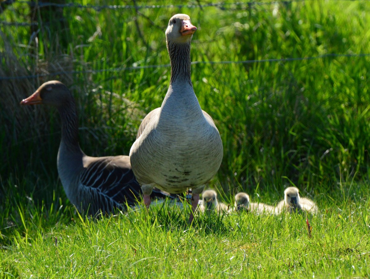 Graylag Goose - Anonymous