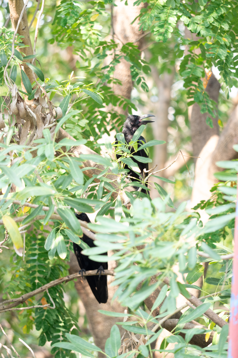 Large-billed Crow - nathamon kongsawat