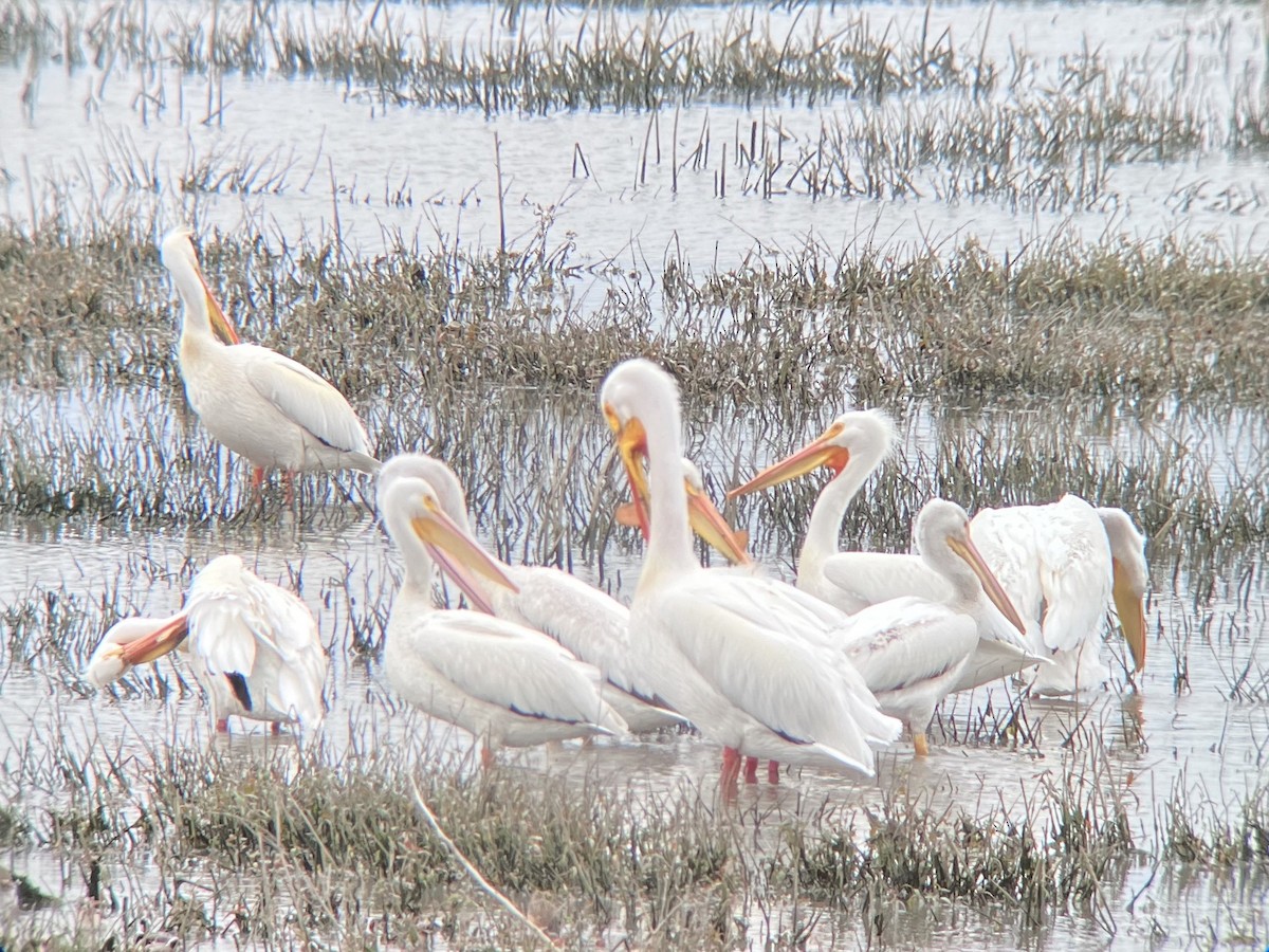 American White Pelican - Zita Robertson