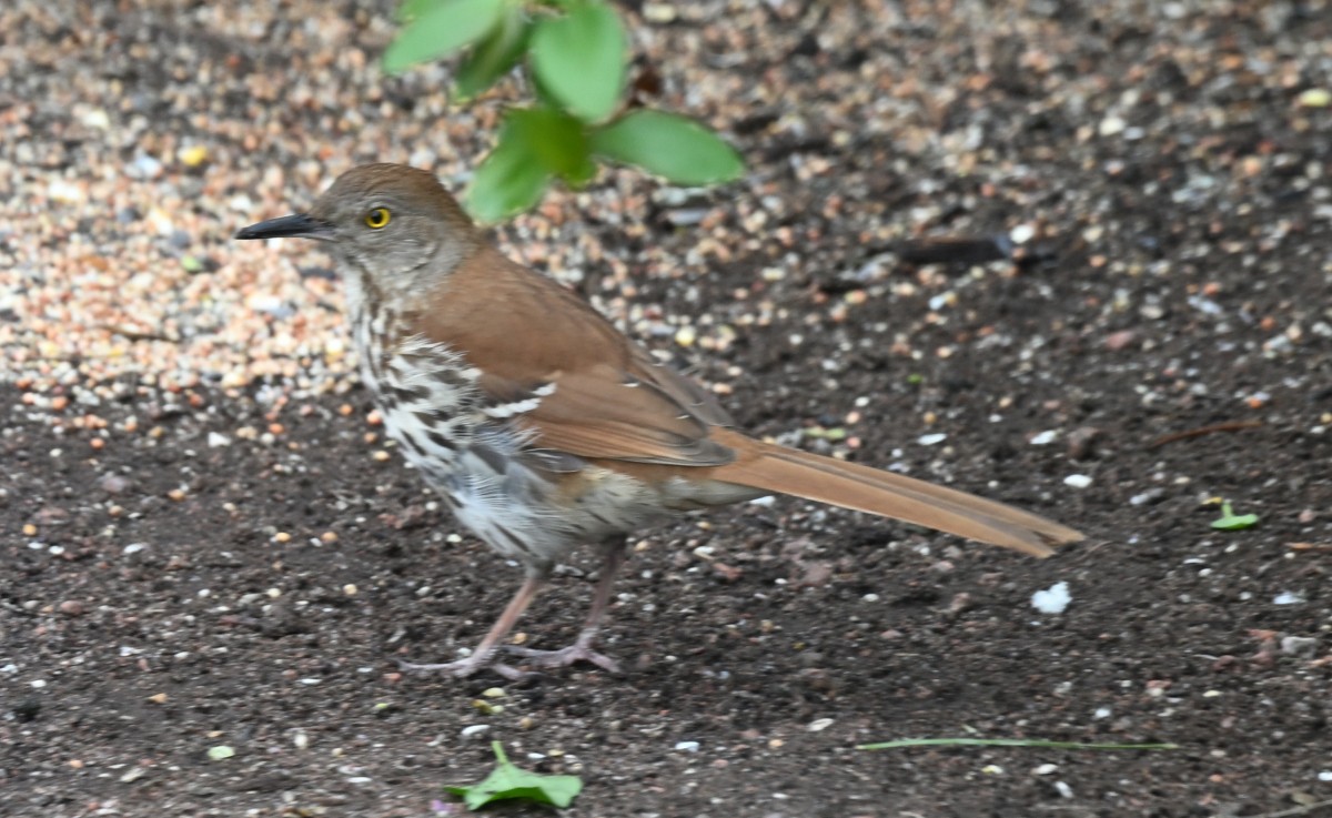 Brown Thrasher - Ginger Hipszky