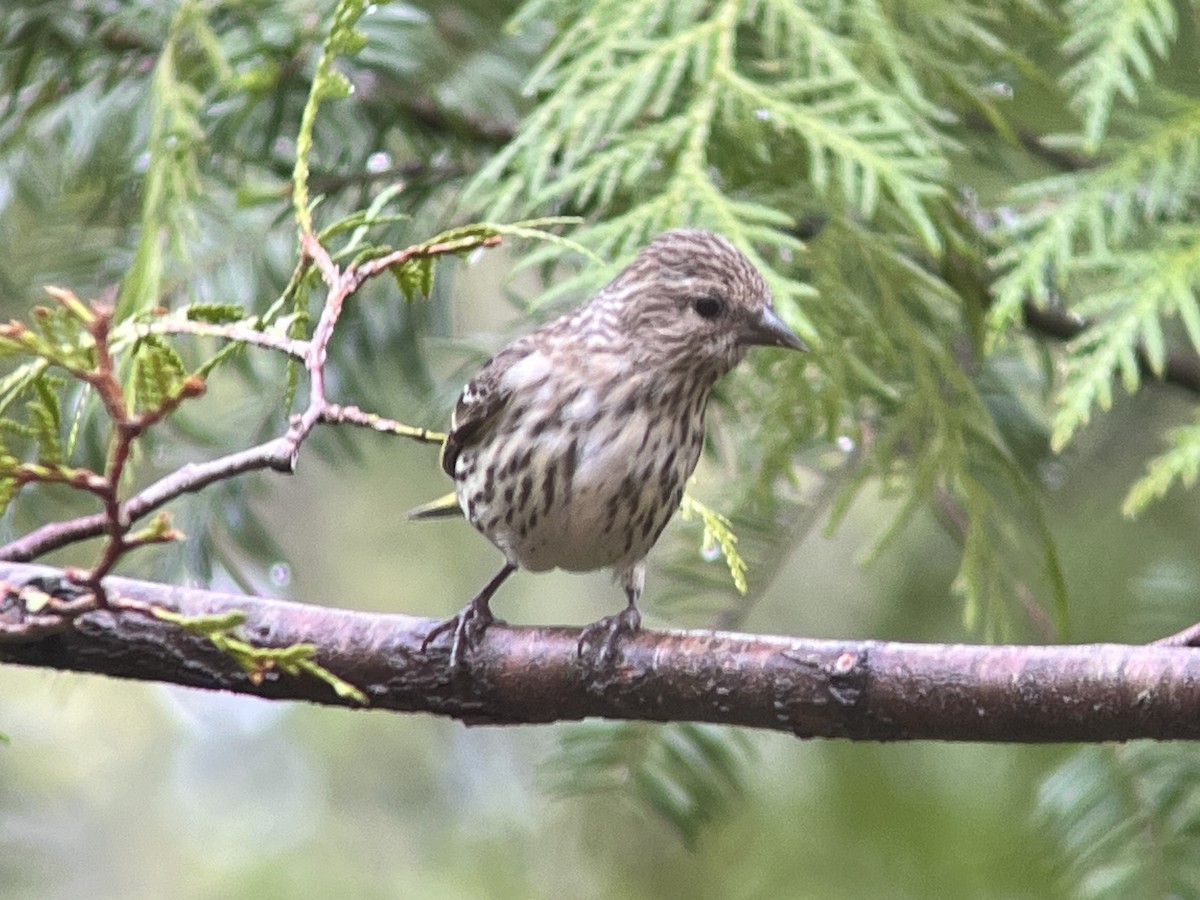 Pine Siskin - Daryl Bernard