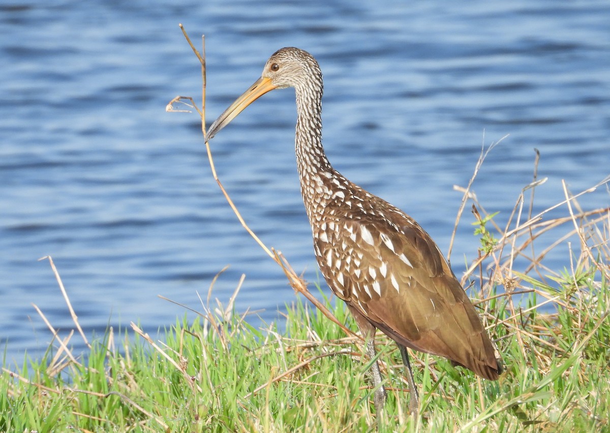 Limpkin - Chuck Hignite