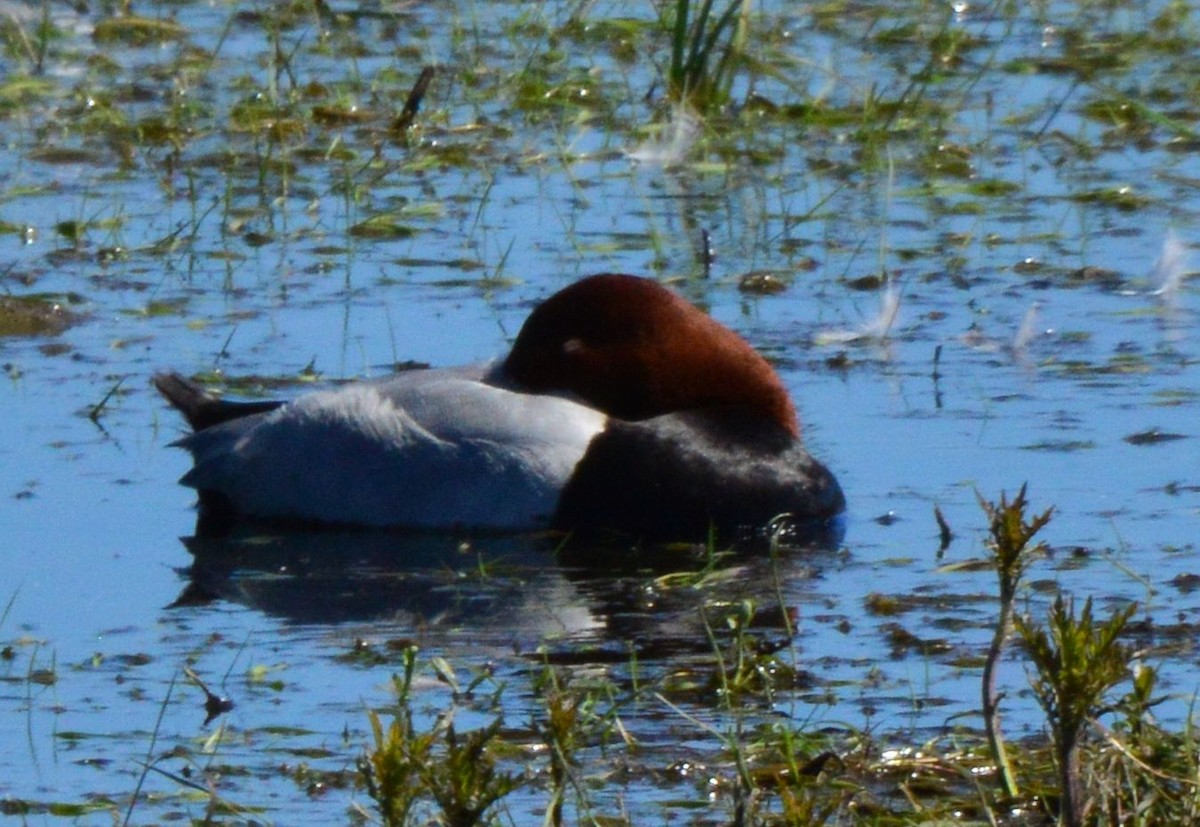 Common Pochard - Anonymous