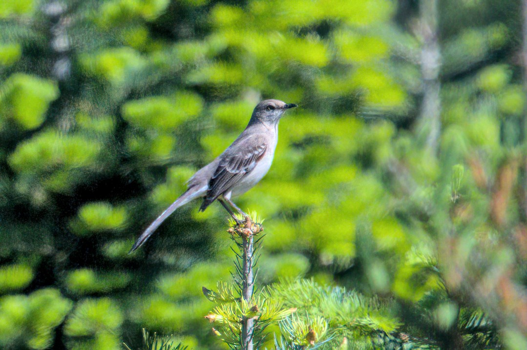 Northern Mockingbird - Zach Kemp