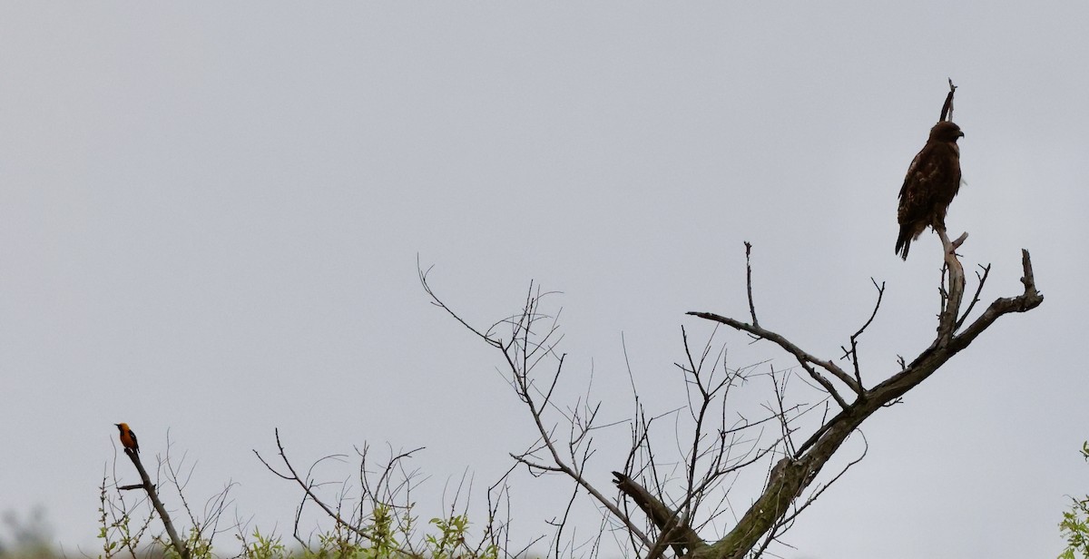 Red-tailed Hawk - Carolyn Thiele