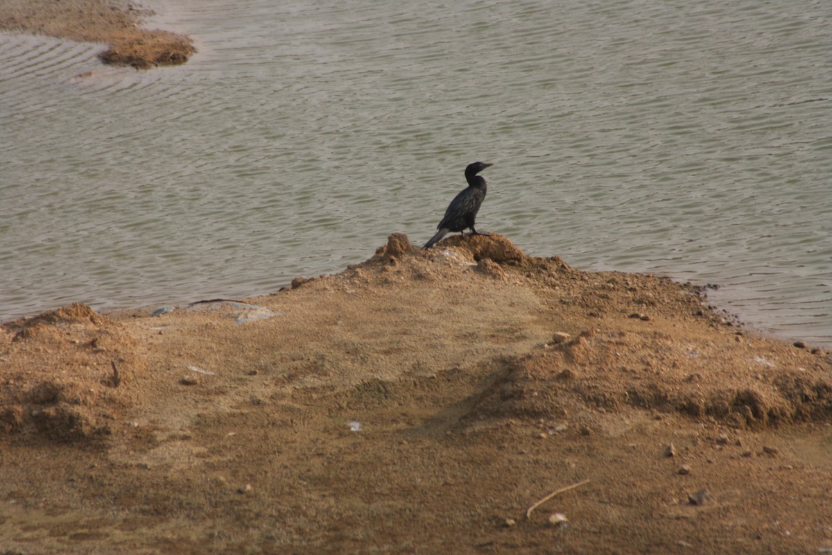 Cormoran de Vieillot ou C. à cou brun - ML618819972