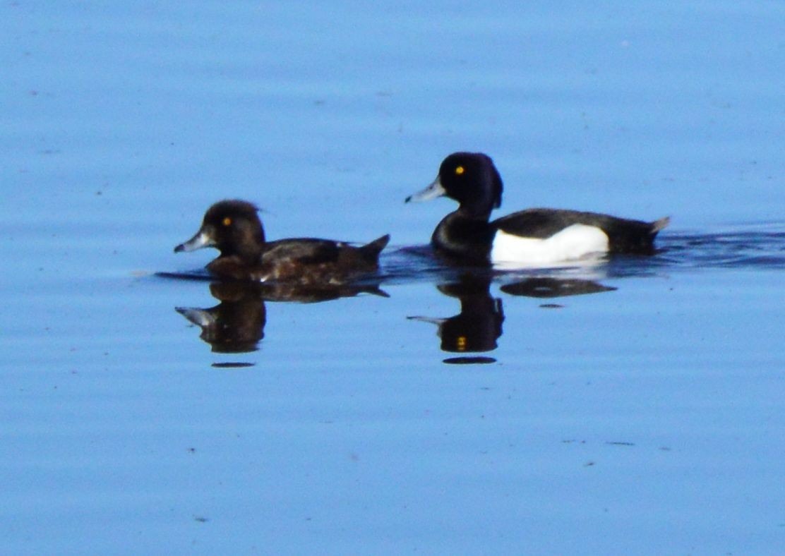 Tufted Duck - ML618819975