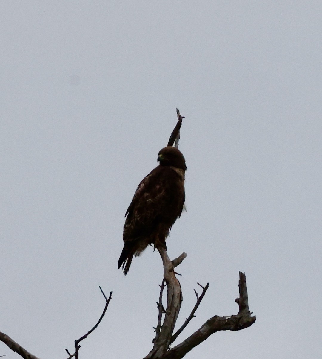 Red-tailed Hawk - Carolyn Thiele