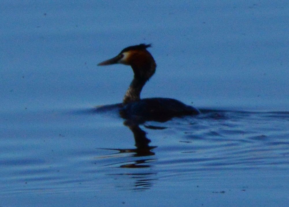 Great Crested Grebe - ML618819987