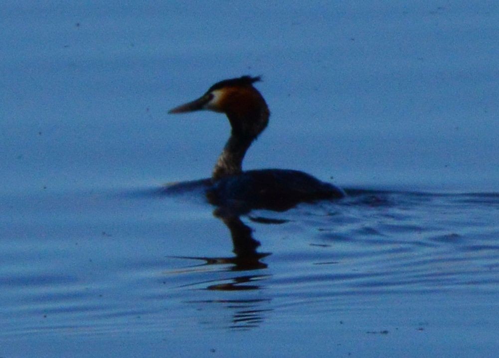 Great Crested Grebe - Anonymous