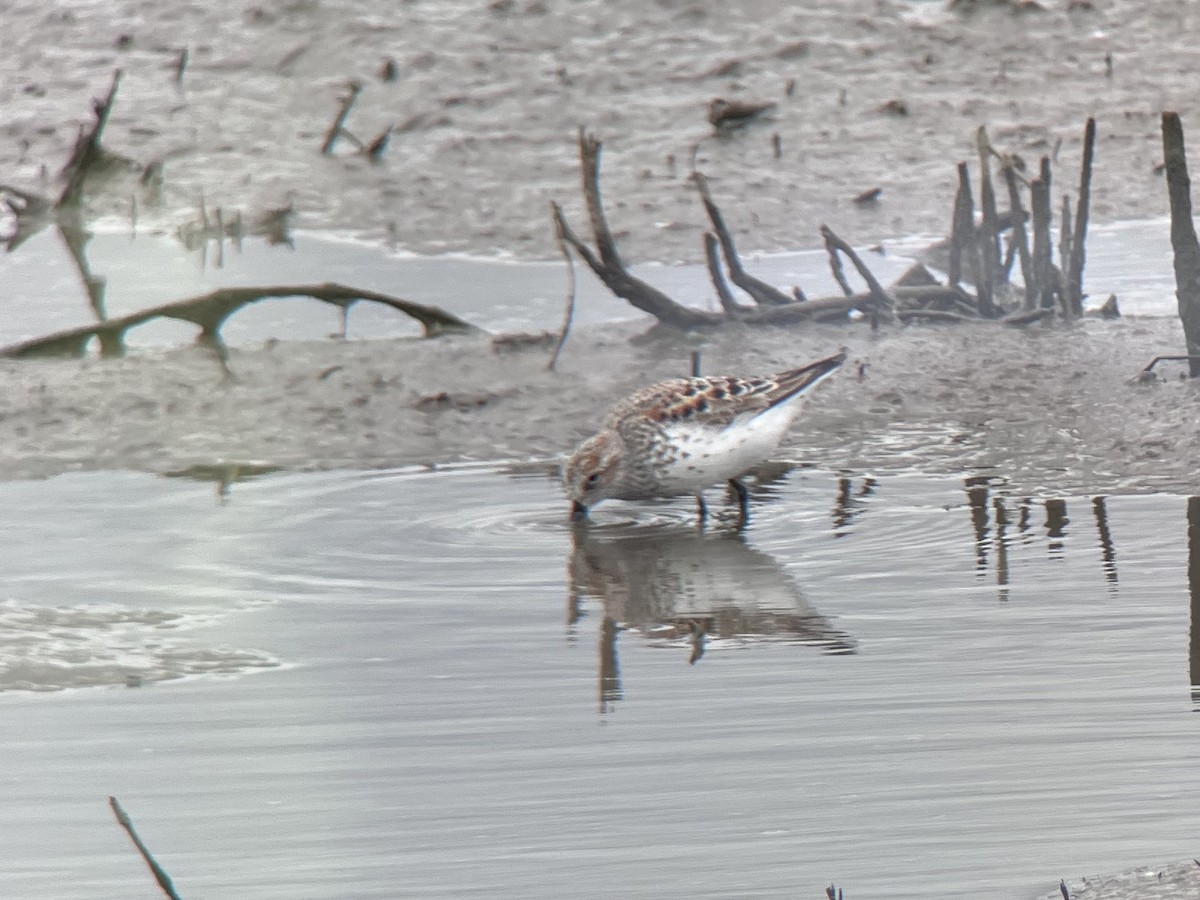 Western Sandpiper - Zita Robertson