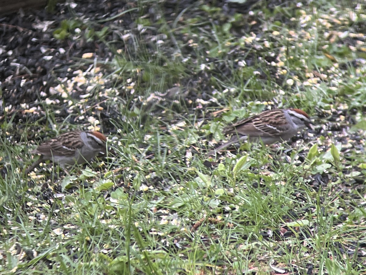 Chipping Sparrow - Daryl Bernard