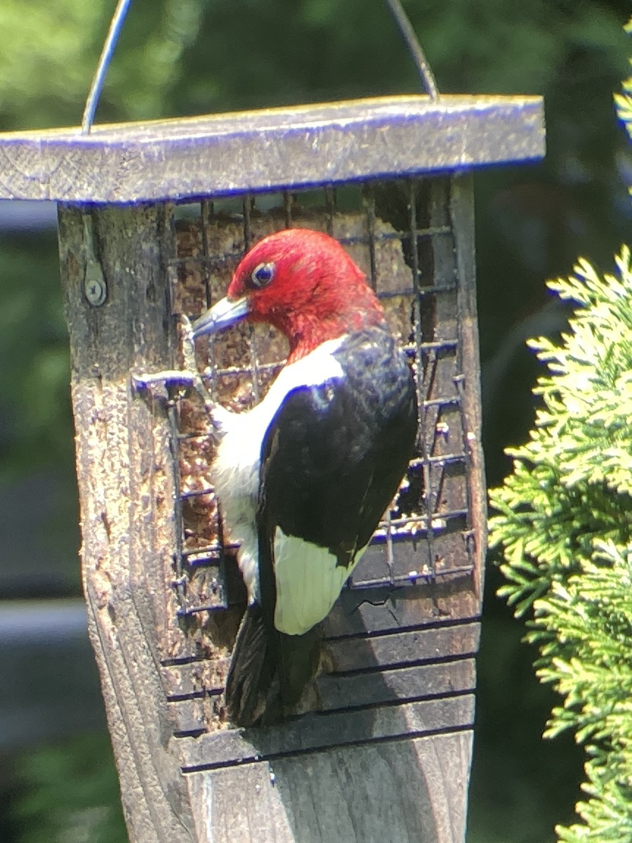 Red-headed Woodpecker - Reneé Dillard