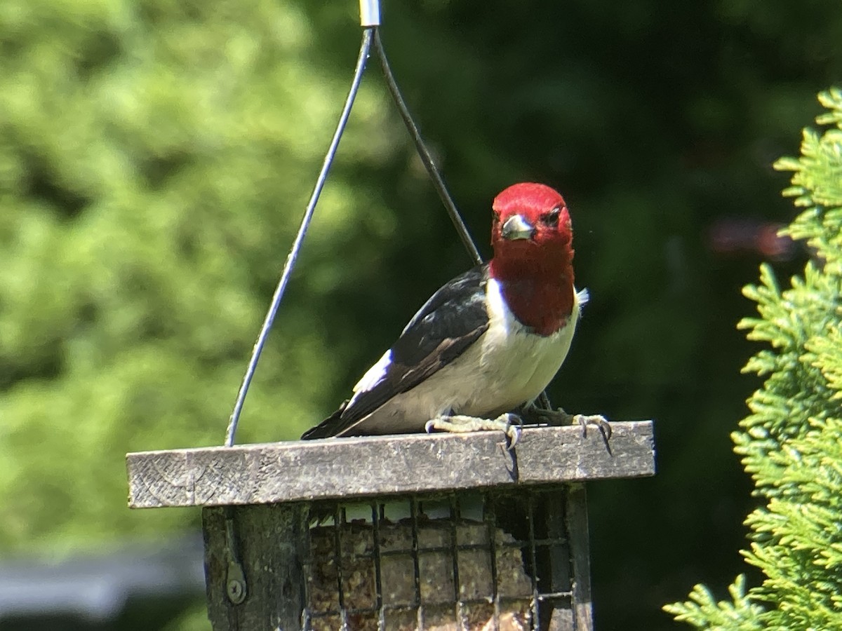 Red-headed Woodpecker - Reneé Dillard