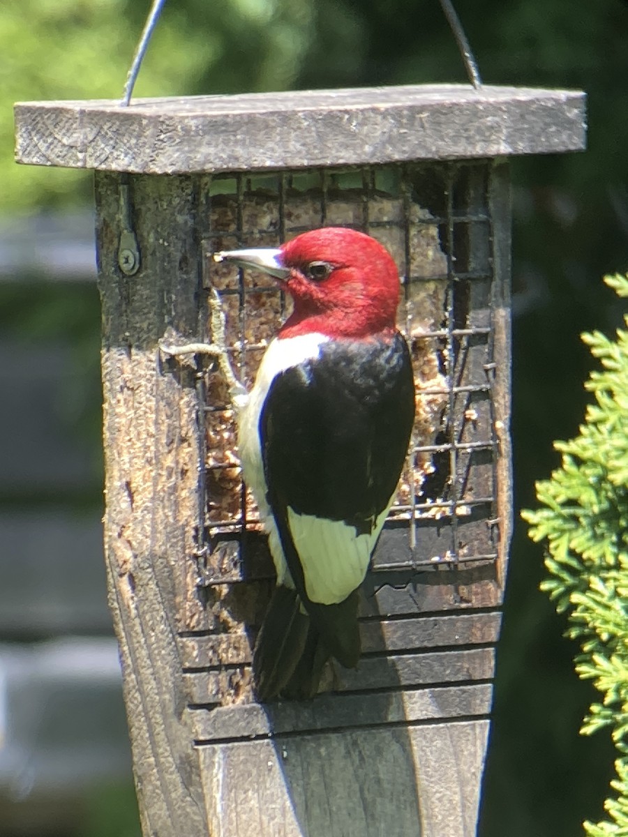 Red-headed Woodpecker - Reneé Dillard