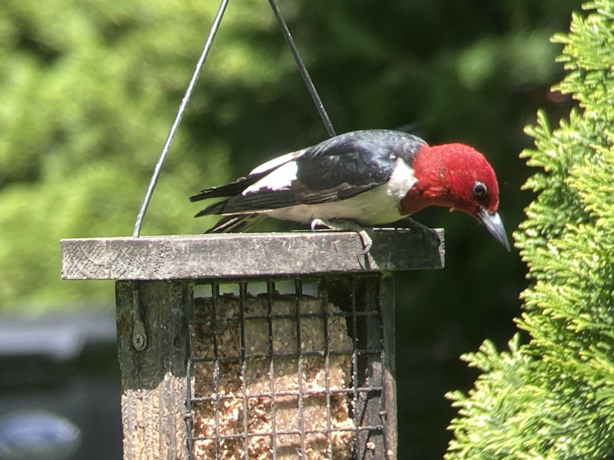 Red-headed Woodpecker - Reneé Dillard