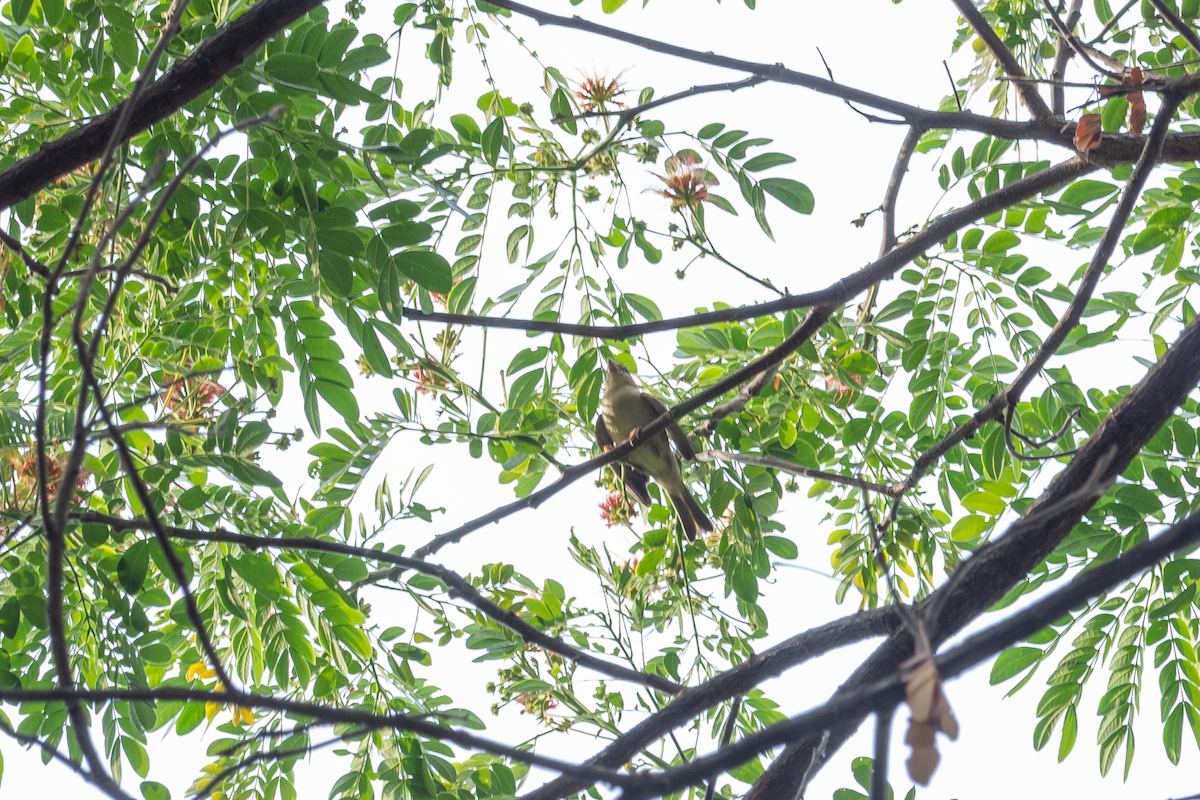 Streak-eared Bulbul - nathamon kongsawat