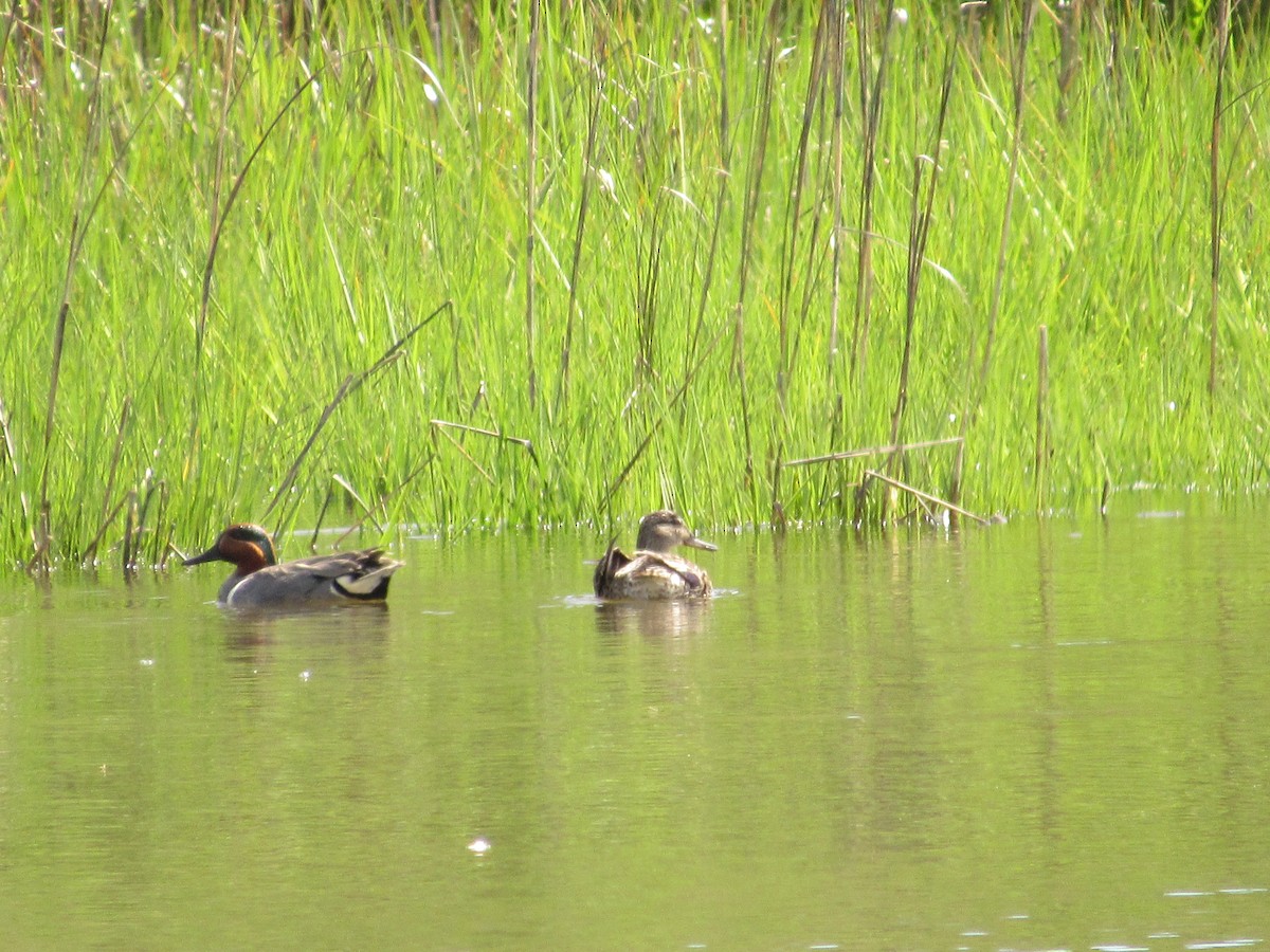 Green-winged Teal - John Coyle