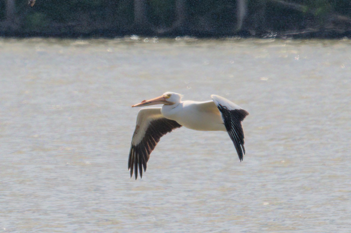 American White Pelican - ML618820021