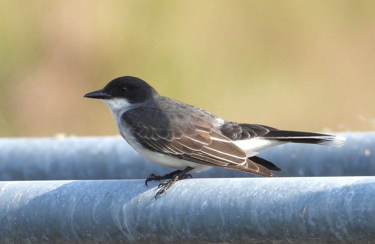 Eastern Kingbird - Chuck Hignite