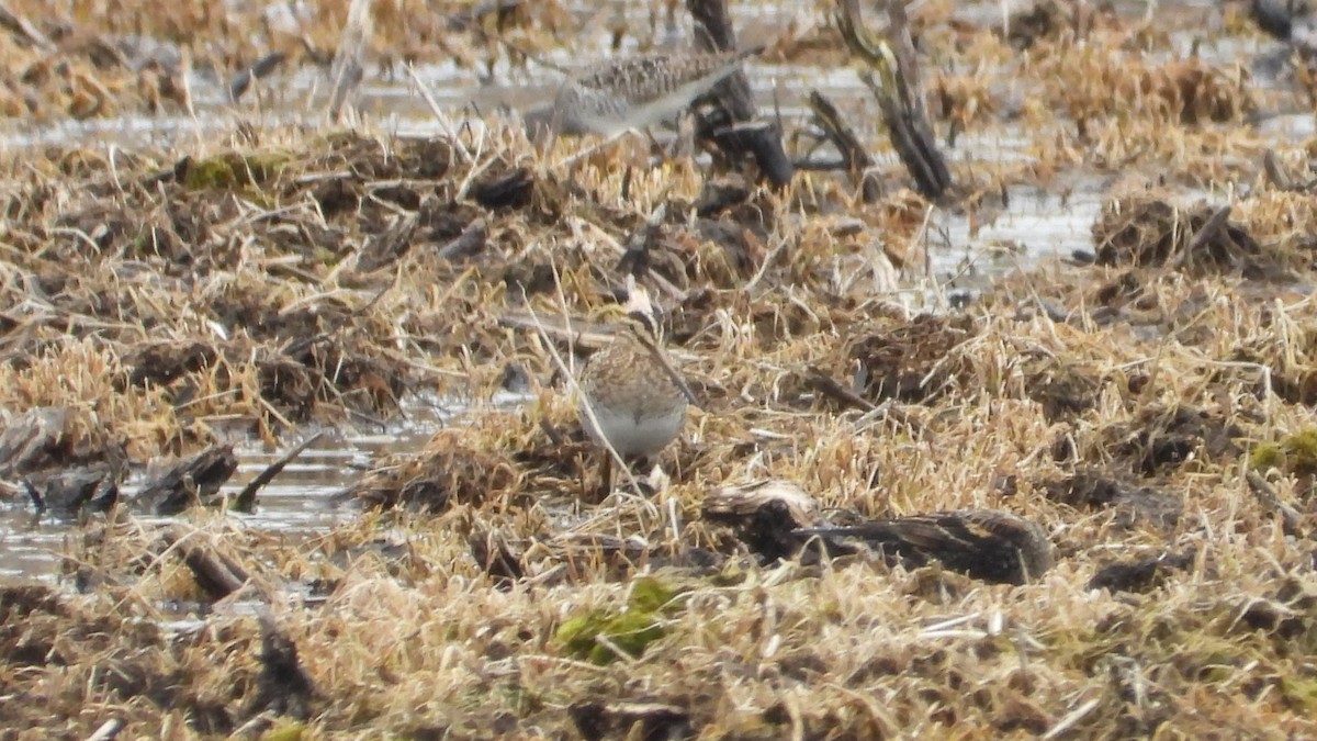 Wilson's Snipe - Dan J. MacNeal