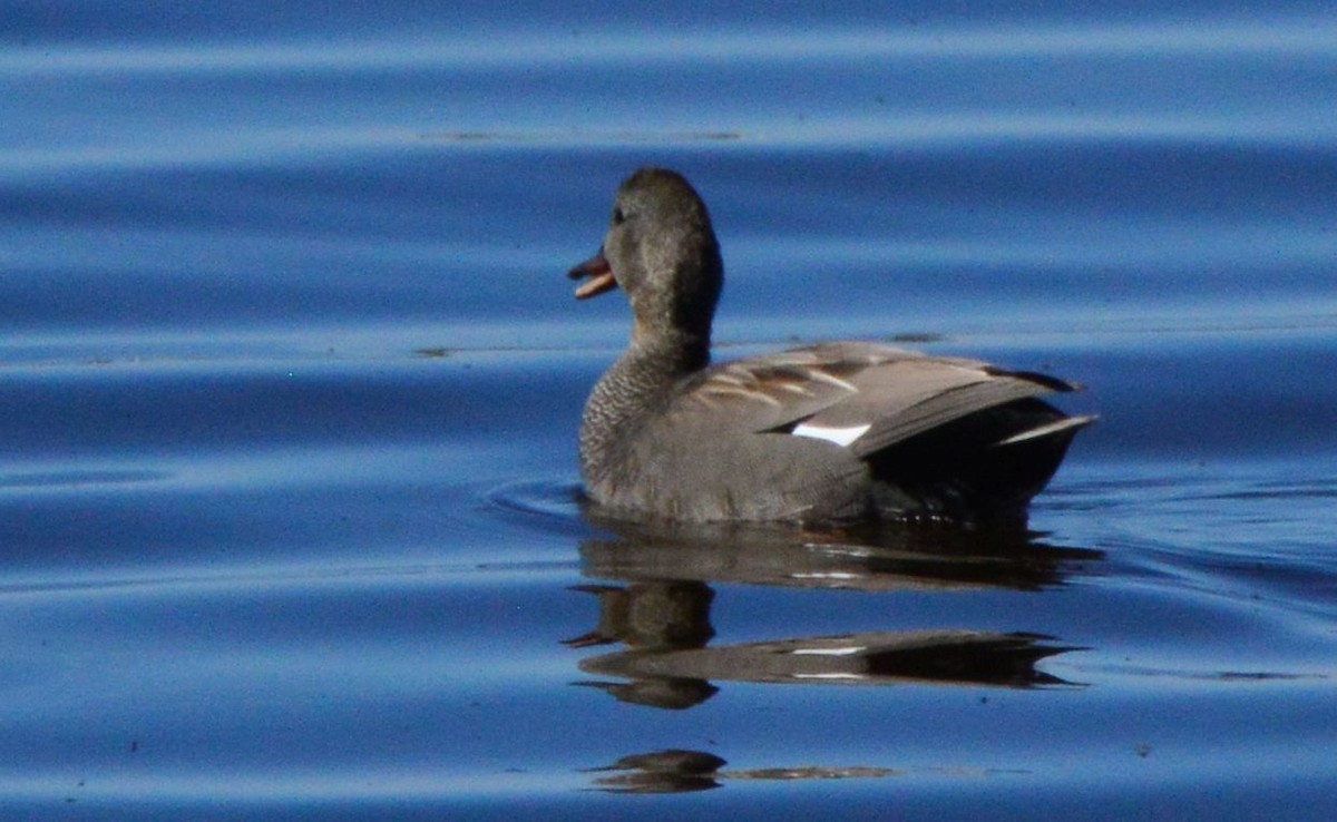 Gadwall - ML618820034