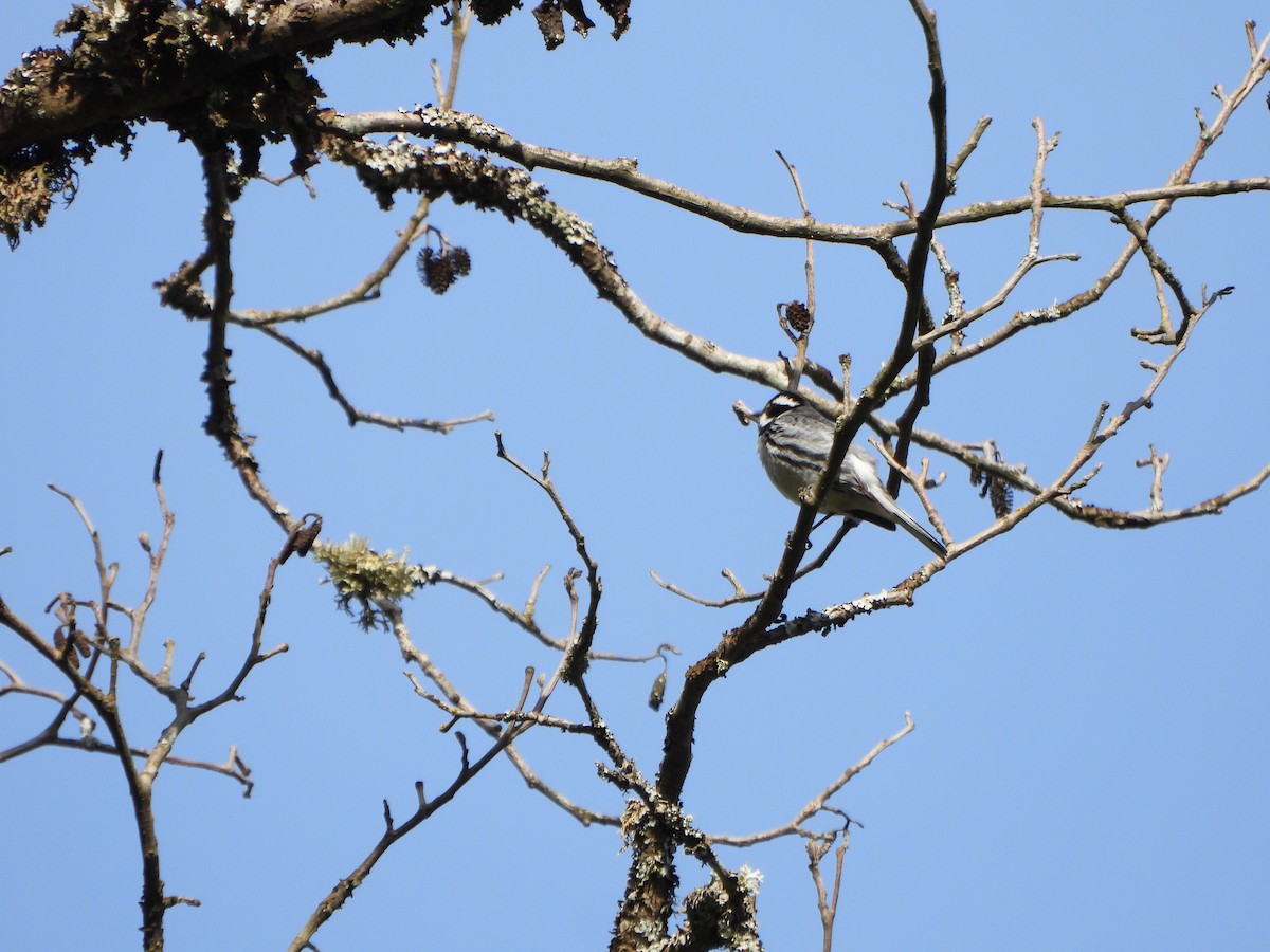 Black-throated Gray Warbler - ML618820043