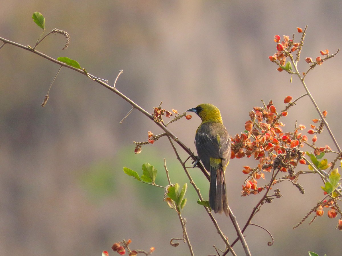 Black-vented Oriole - Alfonso Auerbach