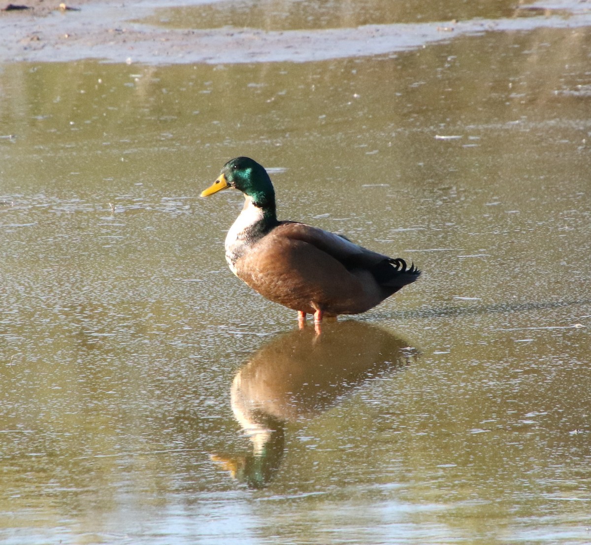 Mallard (Domestic type) - Charles Britz